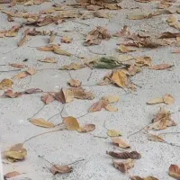 دو عدد سگ|سگ|فارسان, |دیوار