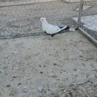 دم سیاه نر درجه یک