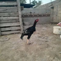 جوجه خروس لاری و مرغ لاری|حیوانات مزرعه|گرگان, |دیوار