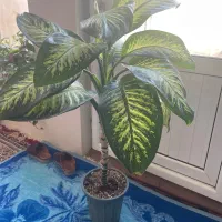 گل دفین|گل و گیاه طبیعی|مراغه, |دیوار