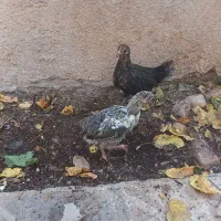 جوجه مرغ محلی|حیوانات مزرعه|مشهد, هفده شهریور|دیوار