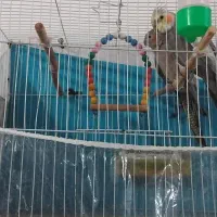 عروس قشنگه|پرنده|تربت جام, میان جام|دیوار