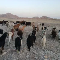 بز و بی|حیوانات مزرعه|اندیمشک, |دیوار