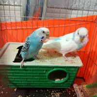 مرغ عشق جفت