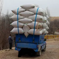 کاه دیم تحویل درب دامداری