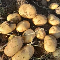 سیب زمینی