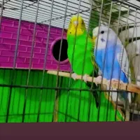 مرغ عشق|پرنده|قزوین, |دیوار