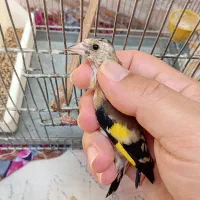سهره ناب نر