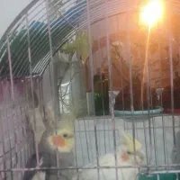 یک جفت عروس هلندی مولد