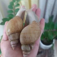 فروش حلزون مخصوص حلزون تراپی