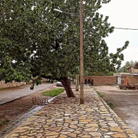 سنگ زردچناران تو ده سانتی قواره لاشه|عمده‌فروشی|گلبهار, شهر جدید گلبهار|دیوار