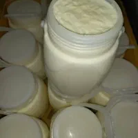 ماست گوسفندی شیر برنج سرشیر