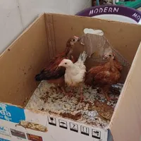 جوجه مرغ و خروس