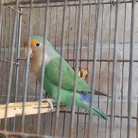 برزیلی
