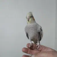 عروس هلندی ۲عدد ماده  مولد یک عدد جوجه نر|پرنده|محمدشهر, ولدآباد|دیوار