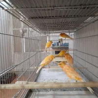 قناری سوپری درشت کاکلی فقط نر