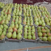 گلابی اسپادانا