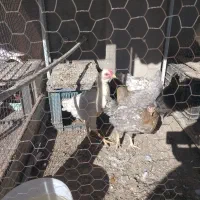 مرغ و خروس گلین لری|حیوانات مزرعه|تربت‌حیدریه, شهرک ولیعصر|دیوار