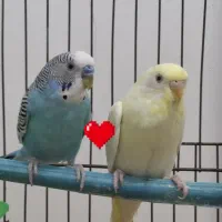 مرغ عشق انگلیسی