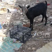 بز نژاد دار|حیوانات مزرعه|رفسنجان, |دیوار