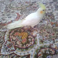 پرنده|پرنده|قم, اسمعیل آباد|دیوار