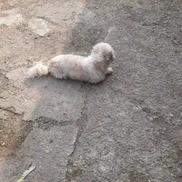 فروش سگ شیتزو تریر  نر|سگ|تهران, دانشگاه شریف|دیوار