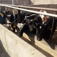 گوساله نر گیل دورگ|حیوانات مزرعه|پیشوا, |دیوار