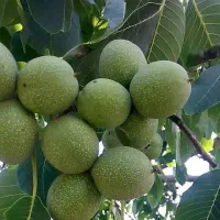 فروش نهال گردو پیوندی|خدمات باغبانی و درختکاری|نقده, |دیوار