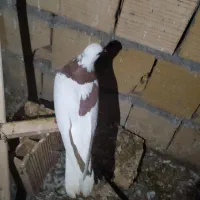 کفتر پرشی و طوقی|پرنده|یزد, |دیوار