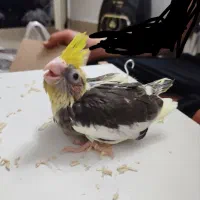 عروس سرلاکی