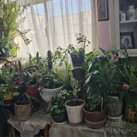 حراج تعدادی گل طبیعی ،در و جعبه چرخ خیاطی