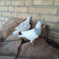 ۲جفت کبوتر