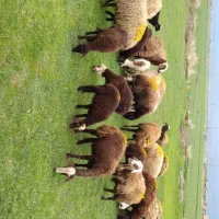 ۱۷ راس میش و بره