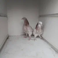 جوجه پرشی ساعتی بالا