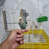 کوتوله|پرنده|قم, پردیسان|دیوار