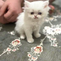 گربه پرشین|گربه|رشت, استادسرا|دیوار