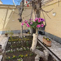 واحد ویلایی بسیار تمیز با امنیت بالا نزدیک مرکزشهر|اجارهٔ کوتاه‌مدت آپارتمان و سوئیت|شاهین‌شهر, خانه کارگر|دیوار