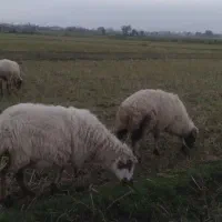 فروش بره و گوسفند