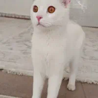 گربه|گربه|کامیاران, |دیوار