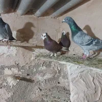 کفتر تهرانی شازده قرمز|پرنده|تهران, شهرک رضویه|دیوار