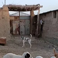 سگ گله و نگهبان