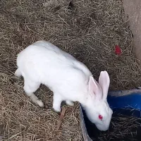 خرگوش کوچک سفید چشم گیلاسی