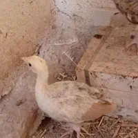 پرنده زینتی
