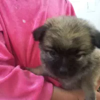 واگذاری سگ پامر خرسی تربیت شده