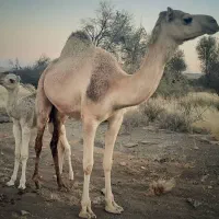 آموزش پروش شتر