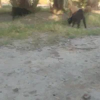 گوسفند ۳تا تروشت یک گوره چاق هستن