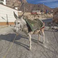 الاغ گندی|حیوانات مزرعه|کازرون, |دیوار