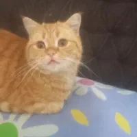 نگهداری شبانه روزی سگ و گربه در منزل|خدمات پیشه و مهارت|اصفهان, خانه اصفهان|دیوار