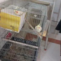 عروس هلندی نر ماده سخنگو|پرنده|قم, پردیسان|دیوار