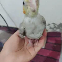 جوجه عروس هلندی .|پرنده|زابل, |دیوار